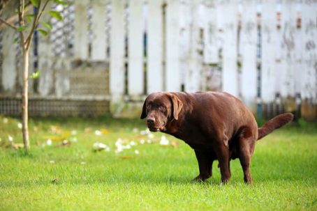 Tips to Keep Dogs From Pooping On Your Lawn